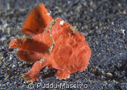 lembeh strait,frog fish nikon d2x 60mm macro by Puddu Massimo 